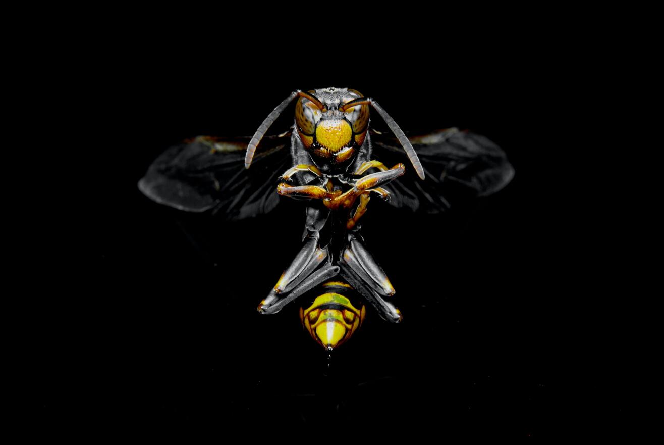 OWASP Top 10 Wasp